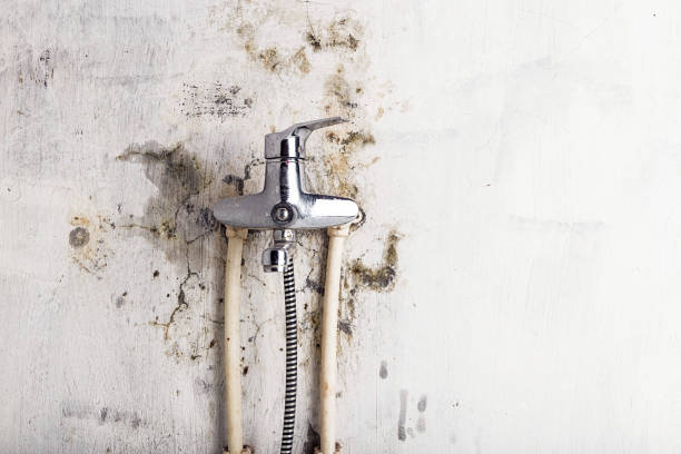 Best Mold Testing and Inspection Services in Rose Hills, CA