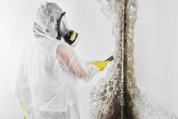 Best Commercial Mold Remediation in Rose Hills, CA