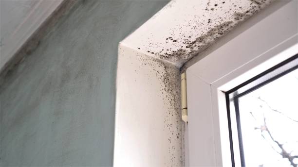 Best Basement Mold Remediation in Rose Hills, CA