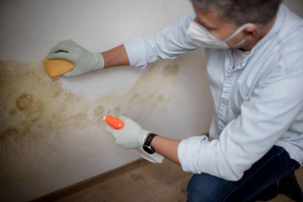 Rose Hills, CA Mold Remediation Company