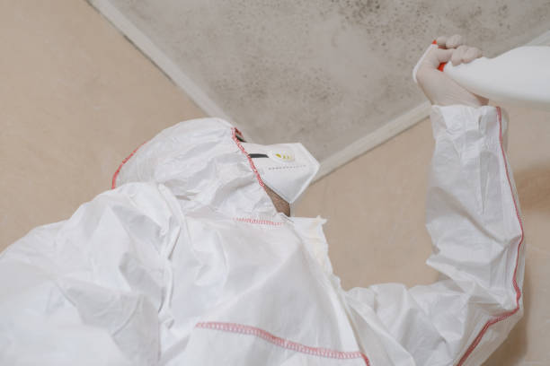 Trusted Rose Hills, CA Mold Remediation Experts