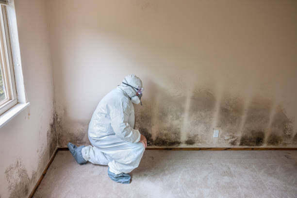 Best Health and Safety Mold Remediation in Rose Hills, CA