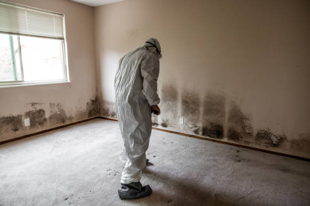 Best Residential Mold Remediation in Rose Hills, CA